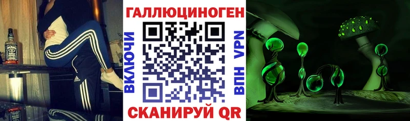 где можно купить   Кириши  Псилоцибиновые грибы Psilocybe 
